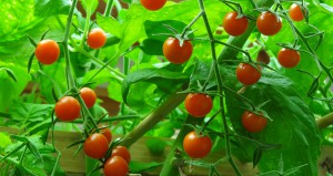 Farm Tub Tomatoes